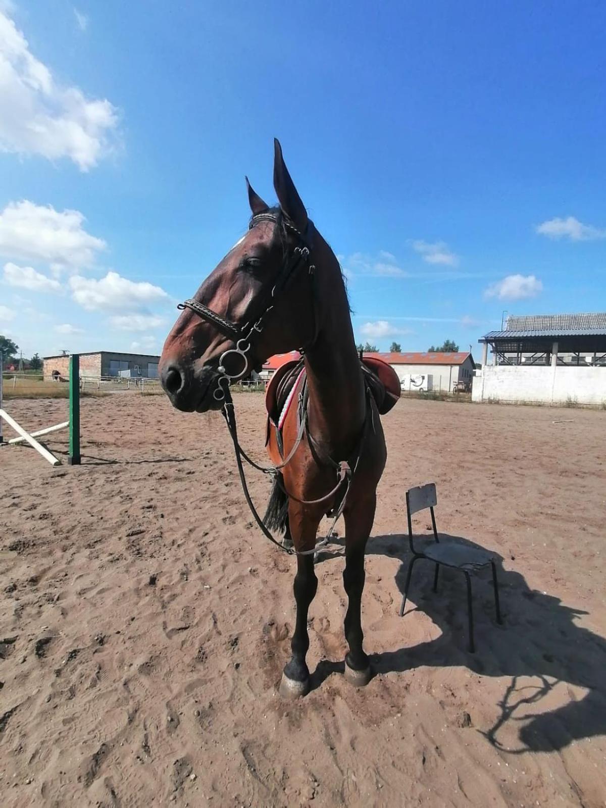 Noclegi Przy Stajni Senny - Horse Riding Łeba Εξωτερικό φωτογραφία
